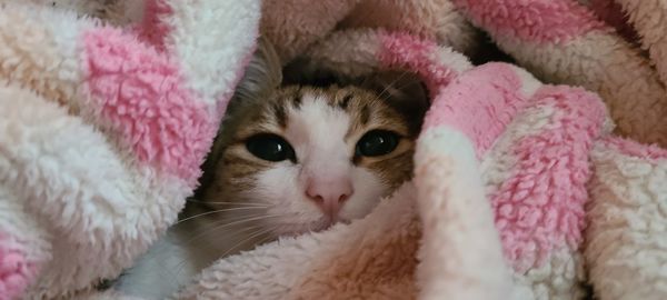 Close-up portrait of a cat