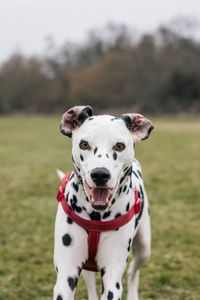 Close-up portrait of dog on field