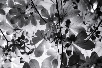 Close-up of leaves
