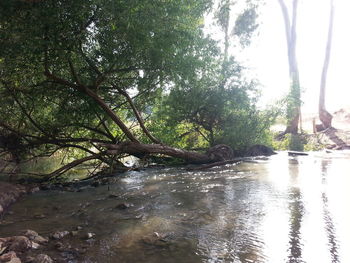 Scenic view of trees by river