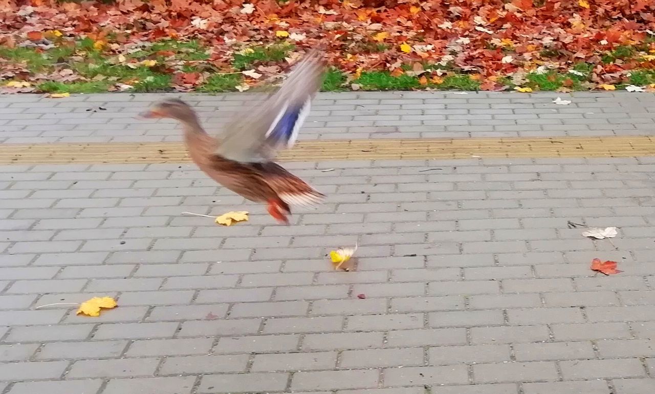 HIGH ANGLE VIEW OF BIRD FLYING OVER COBBLESTONE FOOTPATH