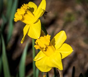 Close-up of yellow flower blooming outdoors