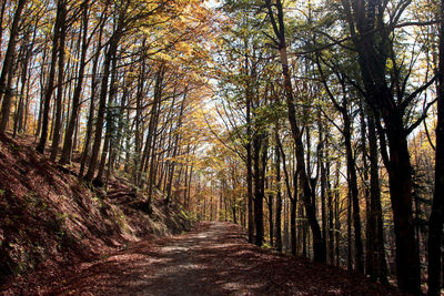 Road amidst trees in forest