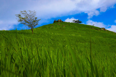 Scenic view of agricultural field against sky