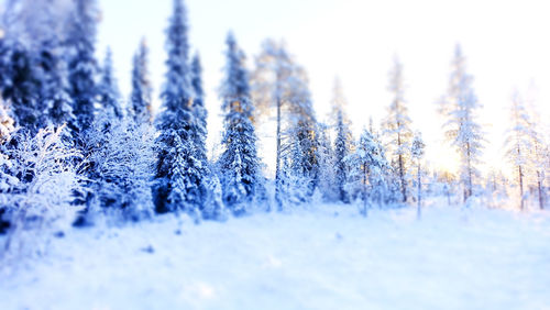 winter