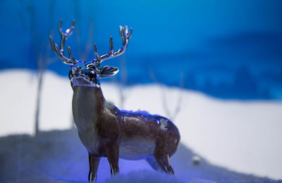 Close-up of an animal against blurred background