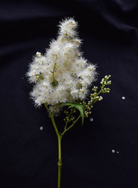 Close-up of snow on plant
