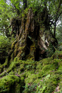 Moss on tree in forest