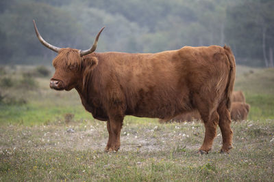 Highlander standing in a field