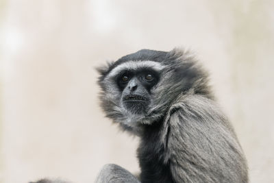 Close-up of monkey looking away