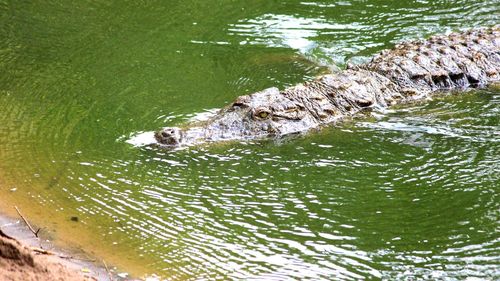 High angle view of crocodile swimming in water