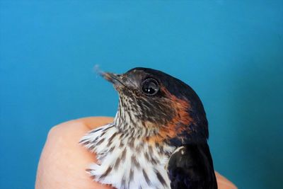 Close-up of hand holding bird