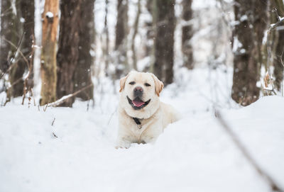 Portrait of dog in snow