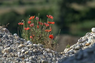 Close-up of red flowers against blurred background