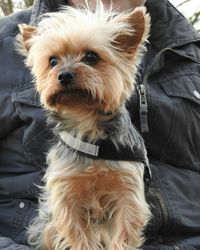 Close-up portrait of dog