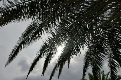 Low angle view of palm trees against sky