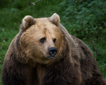 Close-up of bear