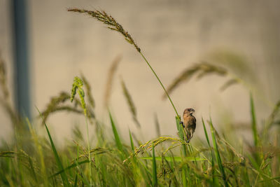 Close-up of lizard on grass