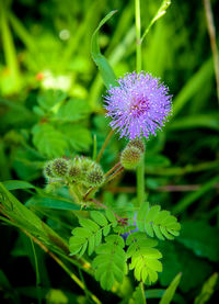 Close-up of thistle blooming outdoors