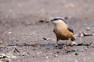 Side view of a bird on land