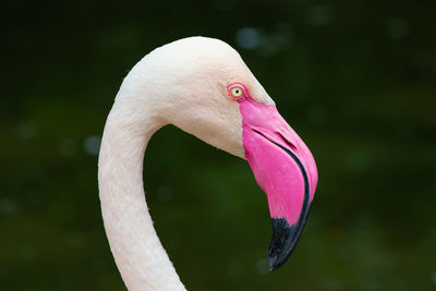 Close-up of a bird