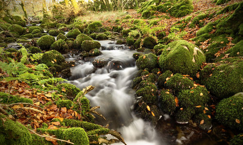 Scenic view of waterfall in forest