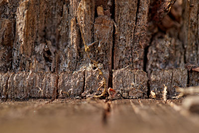 Full frame shot of tree trunk