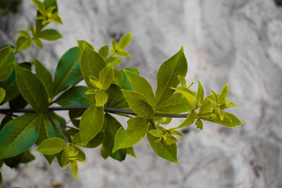 High angle view of fresh green leaves against wall