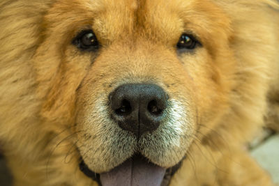 Close-up portrait of dog