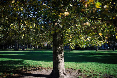 Trees in park