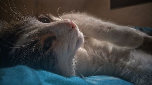 Close-up of cat relaxing