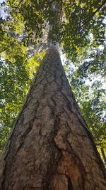 Low angle view of trees in forest against sky