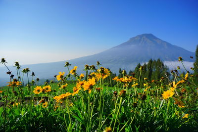 Yellow flowers blooming on field against clear blue sky