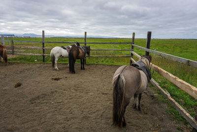 Horses in a field