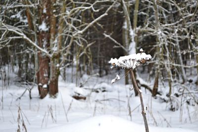 Close-up of snow on tree