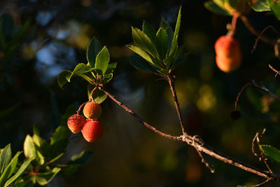 Close-up of berries on tree