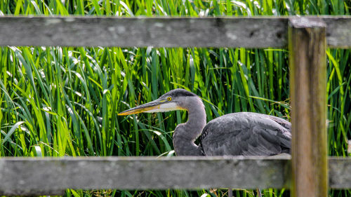 Close-up of gray heron on field