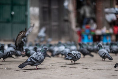 Pigeons on a street
