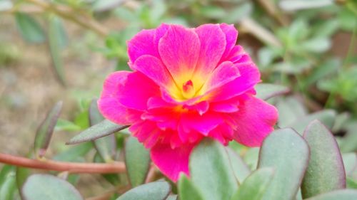 Close-up of pink flower blooming outdoors