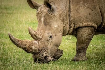 Rhinoceros on grassy field