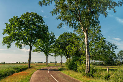 Road amidst trees on field against sky