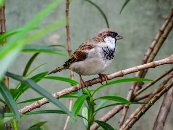 animal themes