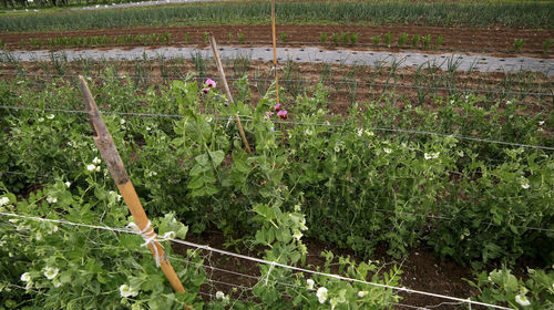 Plants growing in farm