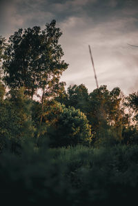 Low angle view of trees in forest against sky