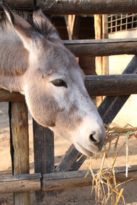 Close-up of donkey eating hay