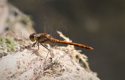 Close-up of insect on rock