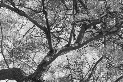 Low angle view of bare trees against sky
