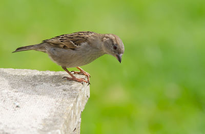 Close-up of bird