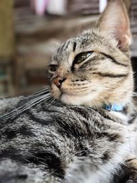 Close-up portrait of a cat looking away