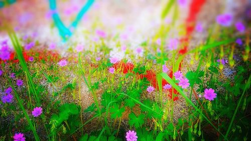 Close-up of pink flowers blooming on field